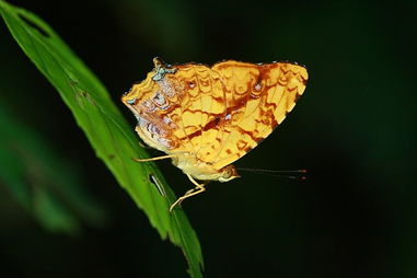 英国,金蝶,做法