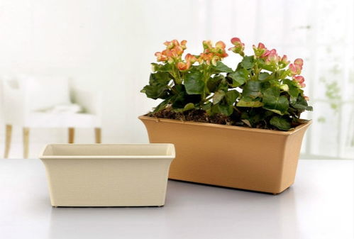 young金蝶草陶瓷花盆