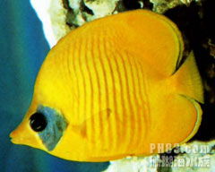 英国黄金蝶做法