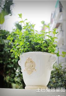 花盆,金蝶,陶瓷,young